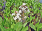 Preview: Fieberklee - Menyanthes trifoliata